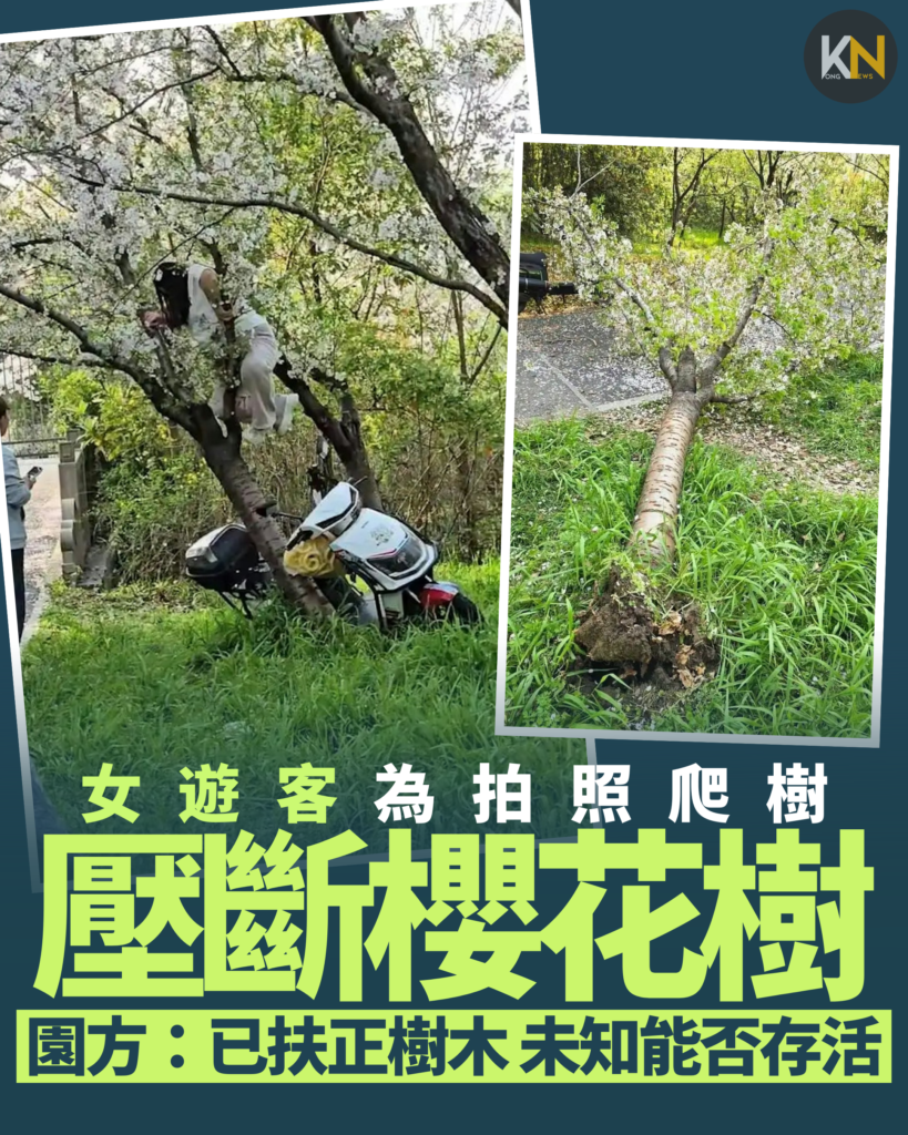 女遊客為拍照爬樹 壓斷櫻花樹 園方：已扶正樹木 未知能否存活