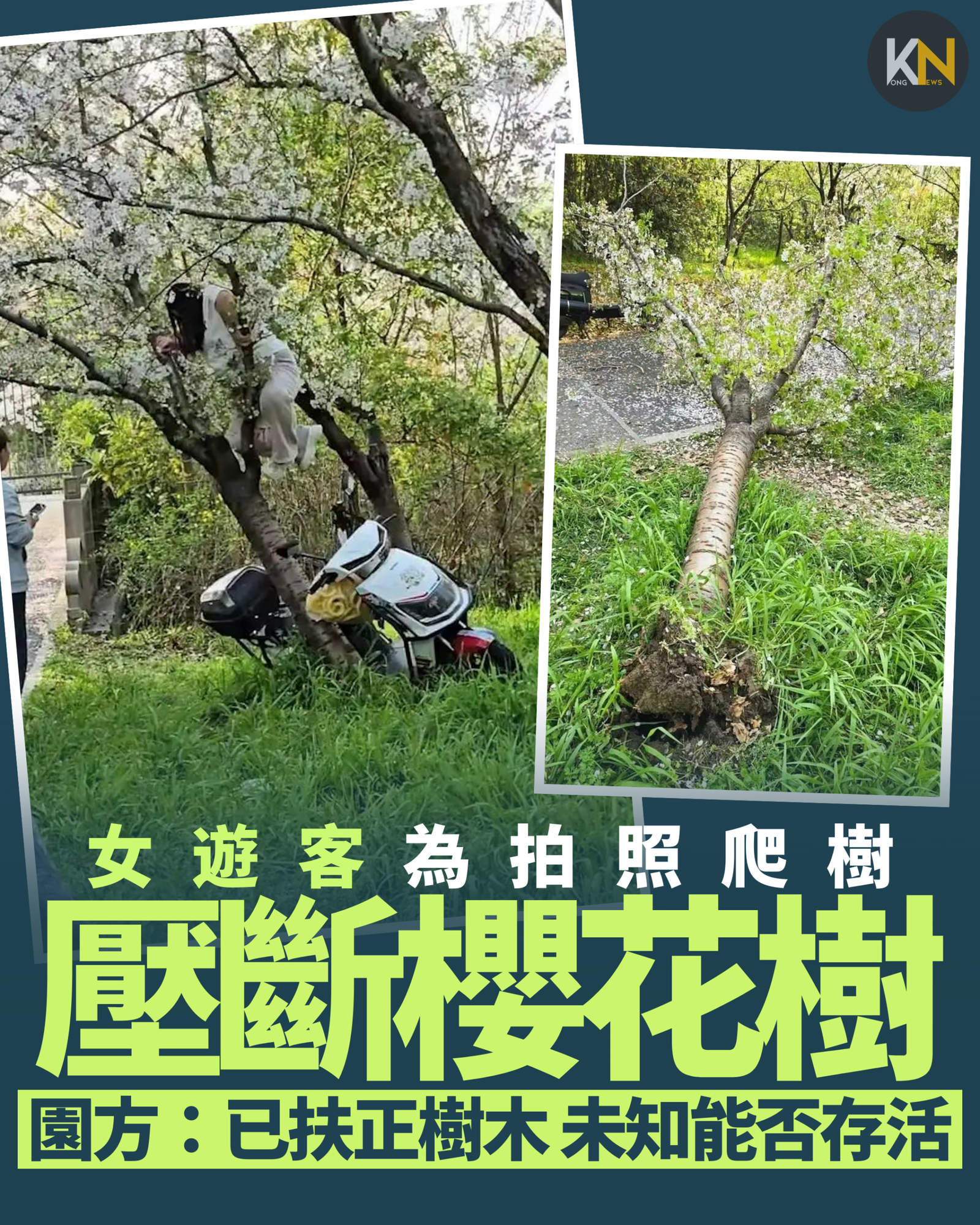 女遊客為拍照爬樹 壓斷櫻花樹 園方：已扶正樹木 未知能否存活