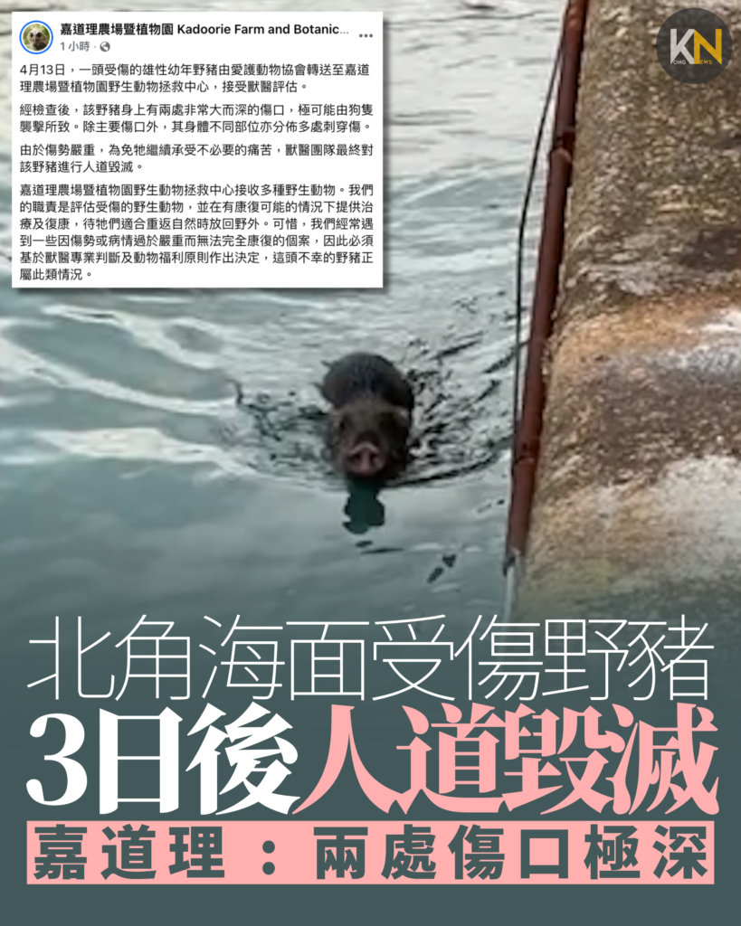 北角海面受傷野豬 3日後人道毀滅 嘉道理 : 兩處傷口極深