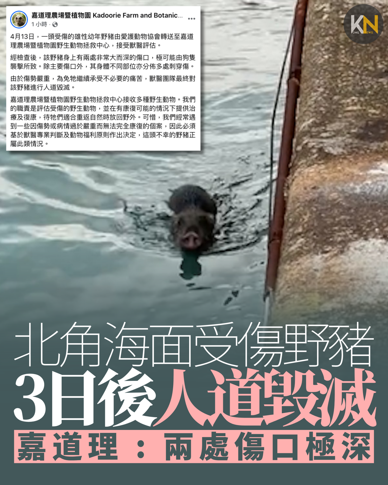 北角海面受傷野豬 3日後人道毀滅 嘉道理 : 兩處傷口極深