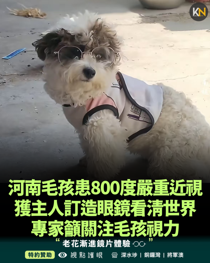 河南毛孩患800度嚴重近視 獲主人訂造眼鏡看清世界 專家籲關注毛孩視力