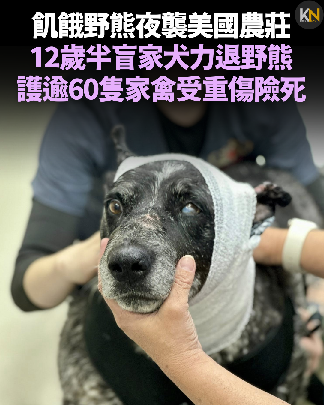 飢餓野熊夜襲美國農莊 12歲半盲家犬力退野熊 護逾60隻家禽受重傷險死