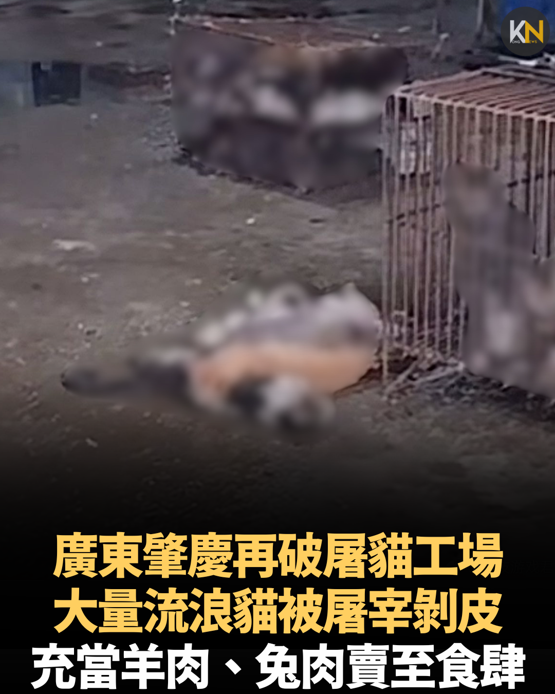 廣東肇慶再破屠貓工場 大量流浪貓被屠宰剝皮 充當羊肉、兔肉賣至食肆