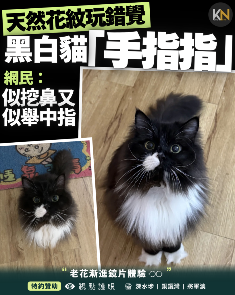 天然花紋玩錯覺 黑白貓「手指指」 網民：似挖鼻又似舉中指