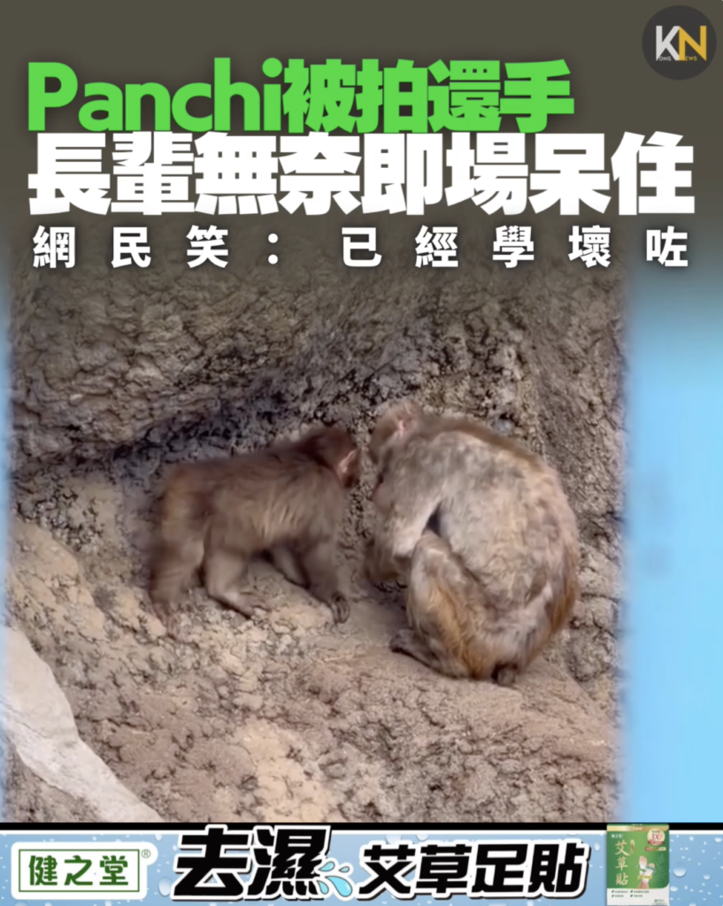 Panchi被拍還手 長輩無奈即場呆住 網民笑：已經學壞咗