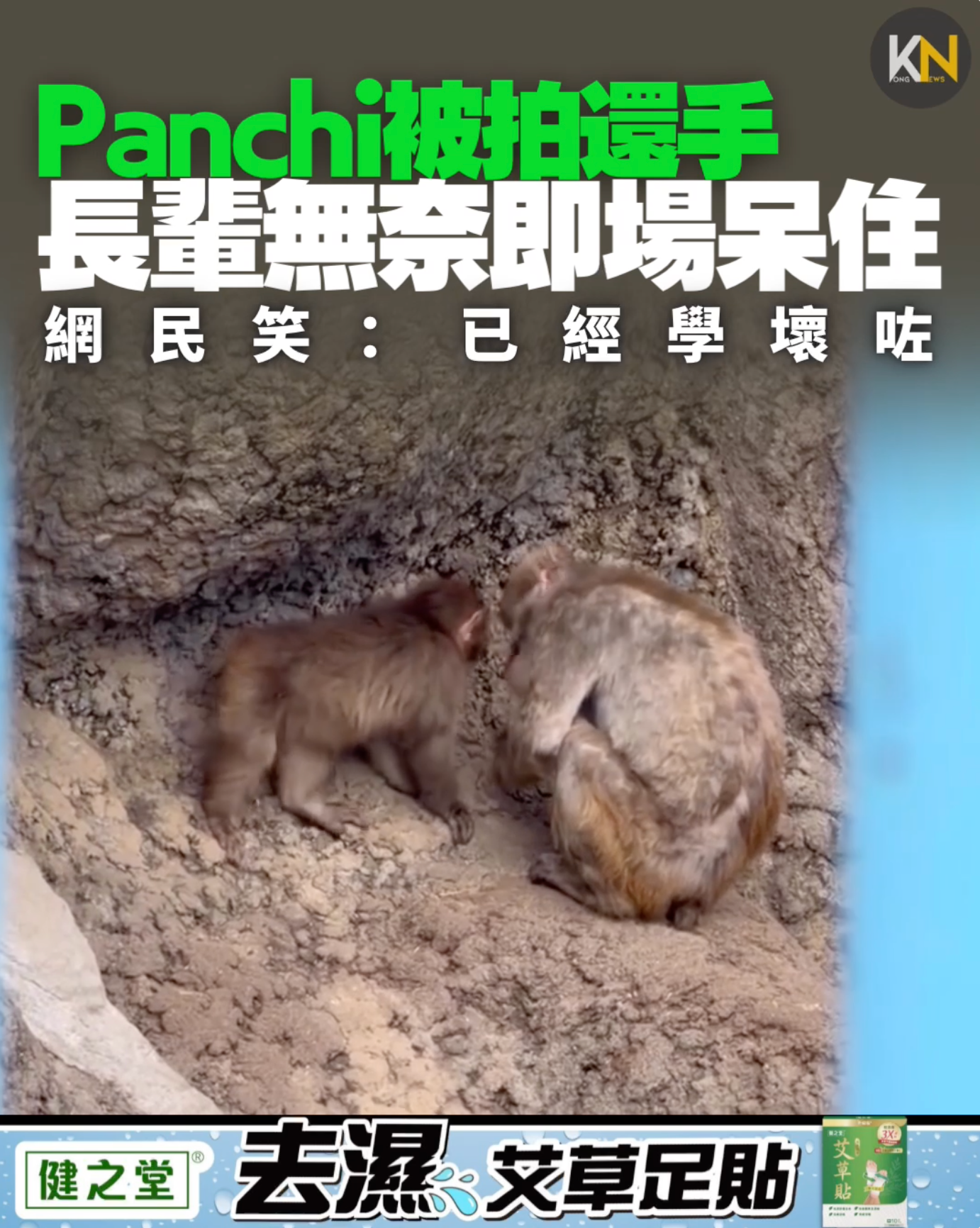 Panchi被拍還手 長輩無奈即場呆住 網民笑：已經學壞咗