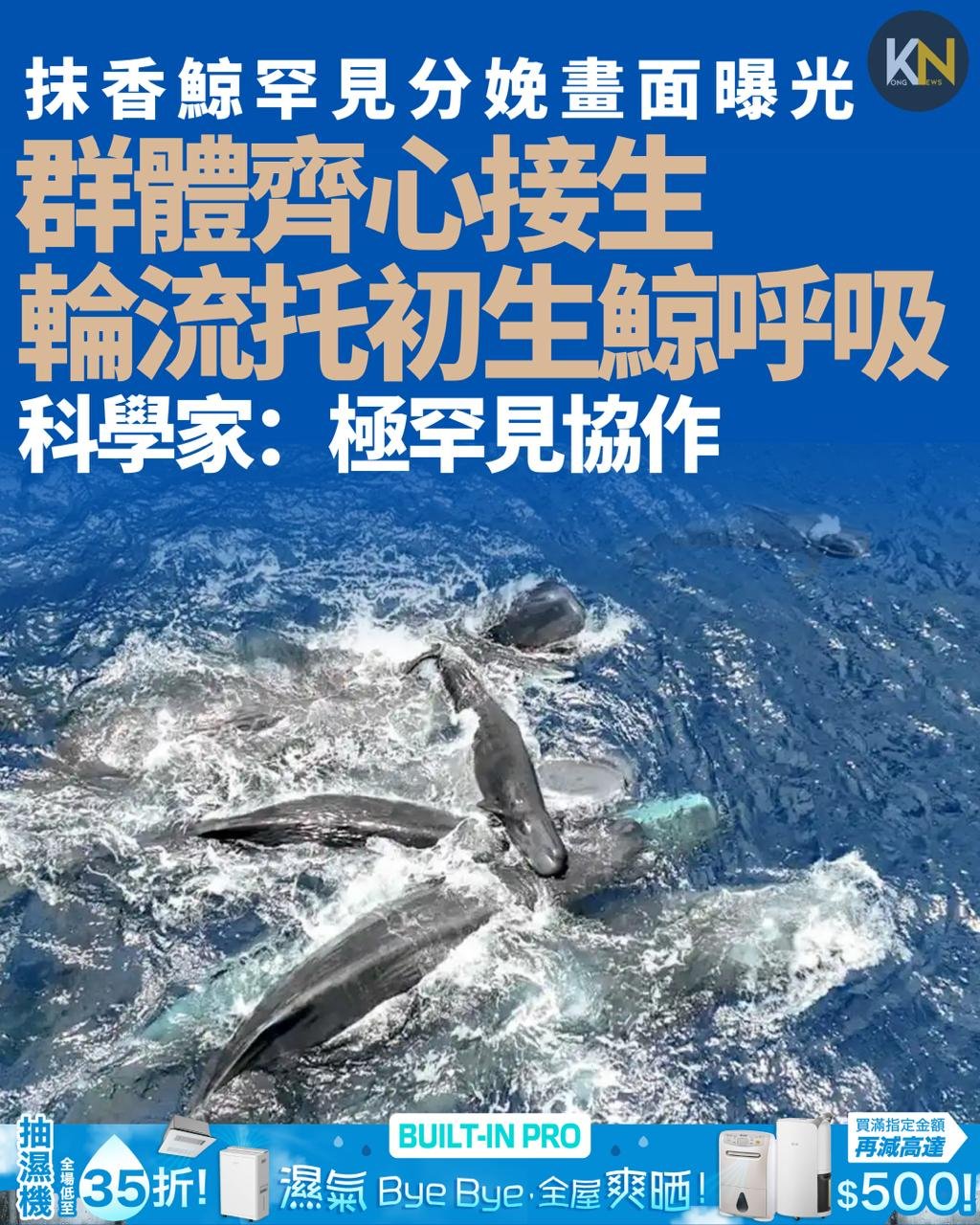 抹香鯨罕見分娩畫面曝光 群體齊心接生 輪流托初生鯨呼吸 科學家：極罕見協作