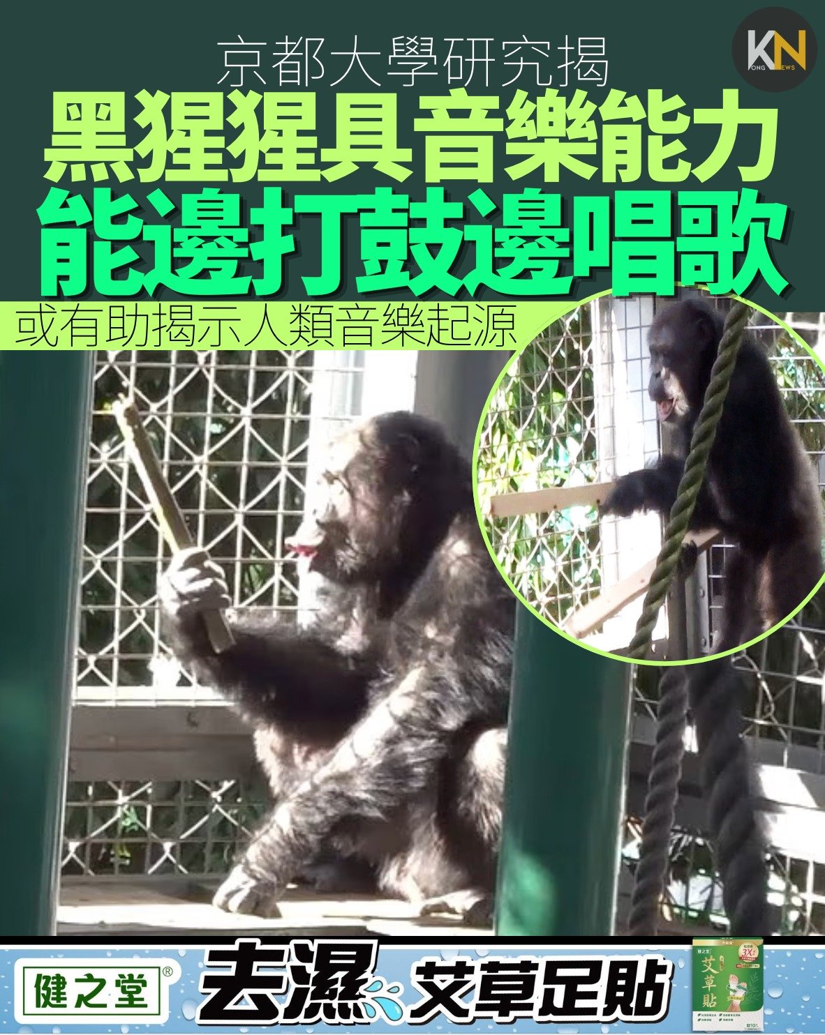 京都大學研究揭 黑猩猩具音樂能力 能邊打鼓邊唱歌 或有助揭示人類音樂起源