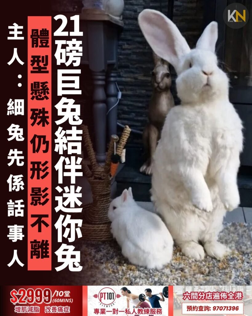 21磅巨兔結伴迷你兔 體型懸殊仍形影不離 主人：細兔先係話事人