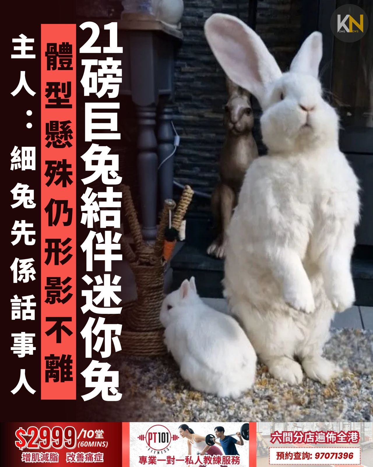 21磅巨兔結伴迷你兔 體型懸殊仍形影不離 主人：細兔先係話事人