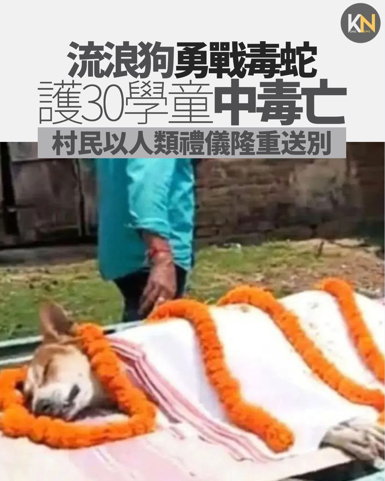 流浪狗勇戰毒蛇 護30學童中毒亡 村民以人類禮儀隆重送別