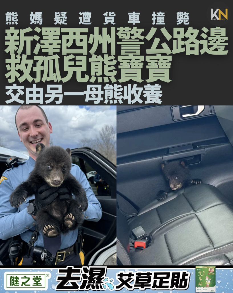 熊媽疑遭貨車撞斃 新澤西州警公路邊 救孤兒熊寶寶 由另一母熊收養