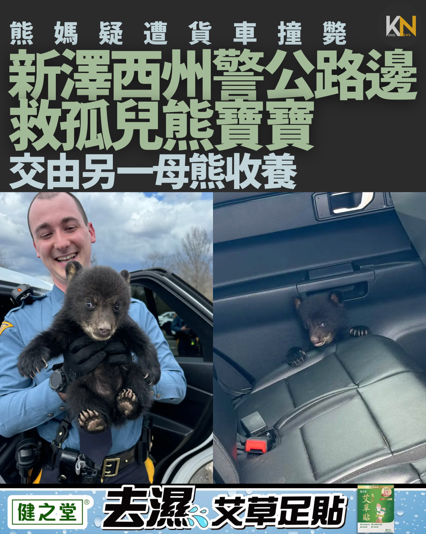 熊媽疑遭貨車撞斃 新澤西州警公路邊 救孤兒熊寶寶 由另一母熊收養