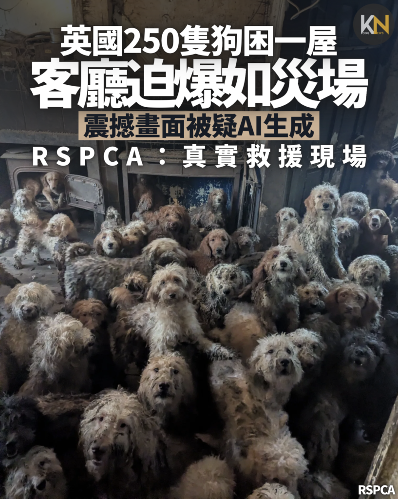 英國250隻狗困一屋 客廳迫爆如災場 震撼畫面被疑AI生成 RSPCA：真實救援現場
