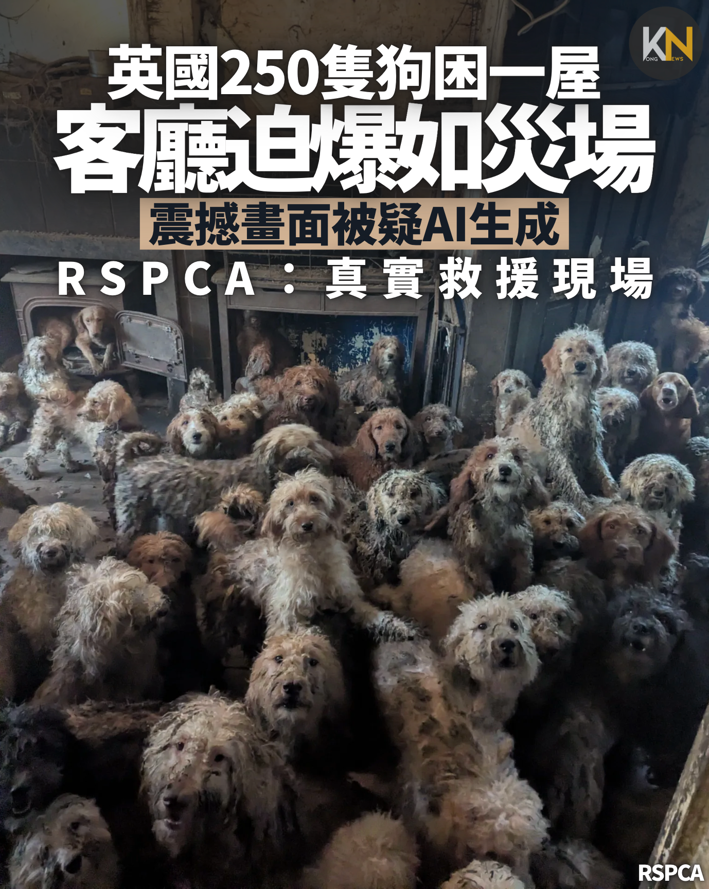 英國250隻狗困一屋 客廳迫爆如災場 震撼畫面被疑AI生成 RSPCA：真實救援現場
