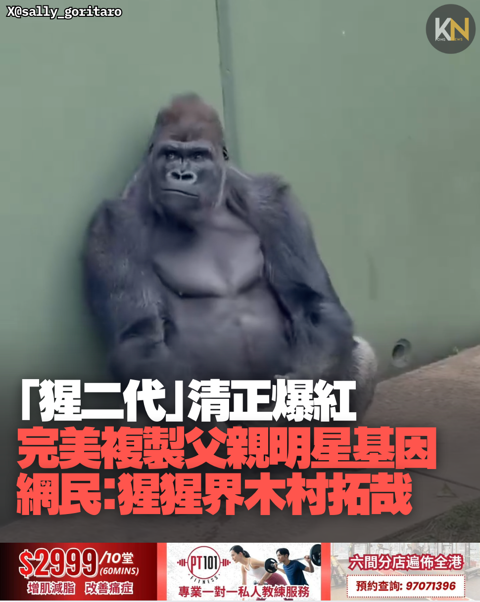 「猩二代」清正爆紅 完美複製父親明星基因 網民：猩猩界木村拓哉