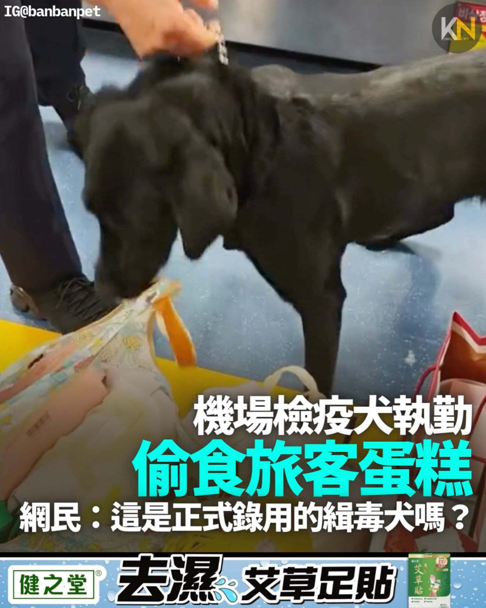 機場檢疫犬執勤 偷食旅客蛋糕 網民：這是正式錄用的緝毒犬嗎？