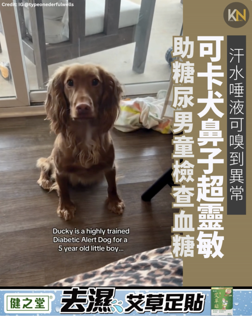 汗水唾液可嗅到異常可卡犬鼻子超靈敏 助糖尿男童檢查血糖