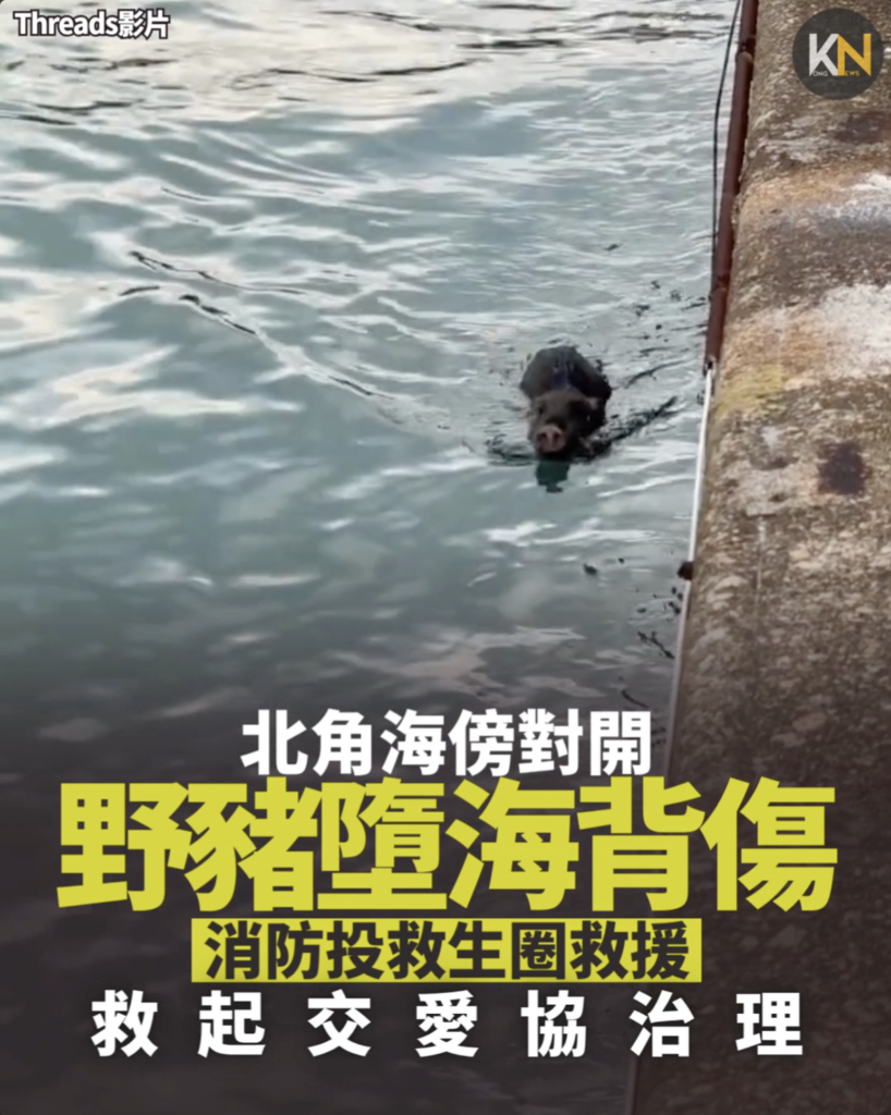 北角海傍對開 野豬墮海背傷 消防投救生圈救援 救起交愛協治理