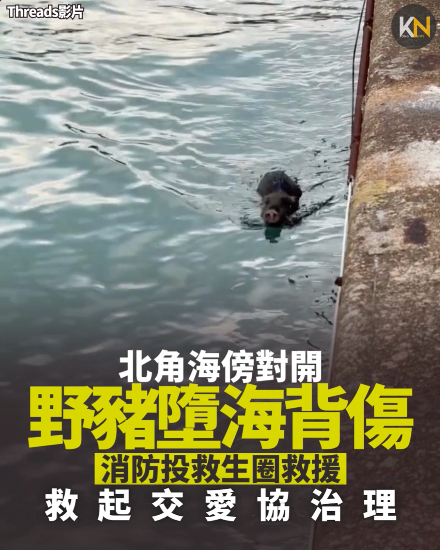 北角海傍對開 野豬墮海背傷 消防投救生圈救援 救起交愛協治理