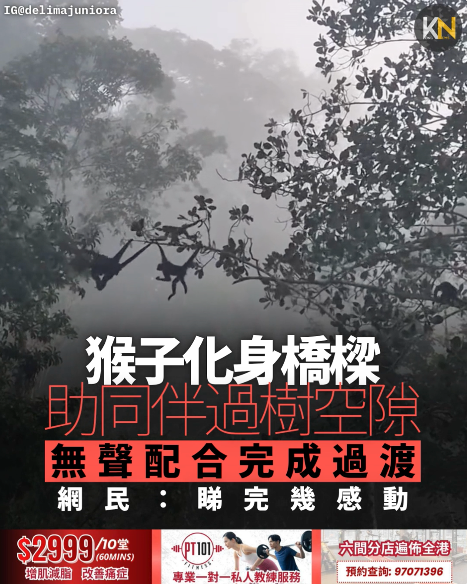 猴子化身橋樑助同伴過樹空隙無聲配合完成過渡網民：睇完幾感動