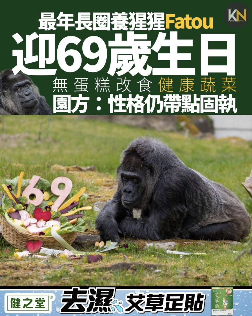 最年長圈養猩猩Fatou迎69歲生日 無蛋糕改食健康蔬菜 園方：性格仍帶點固執