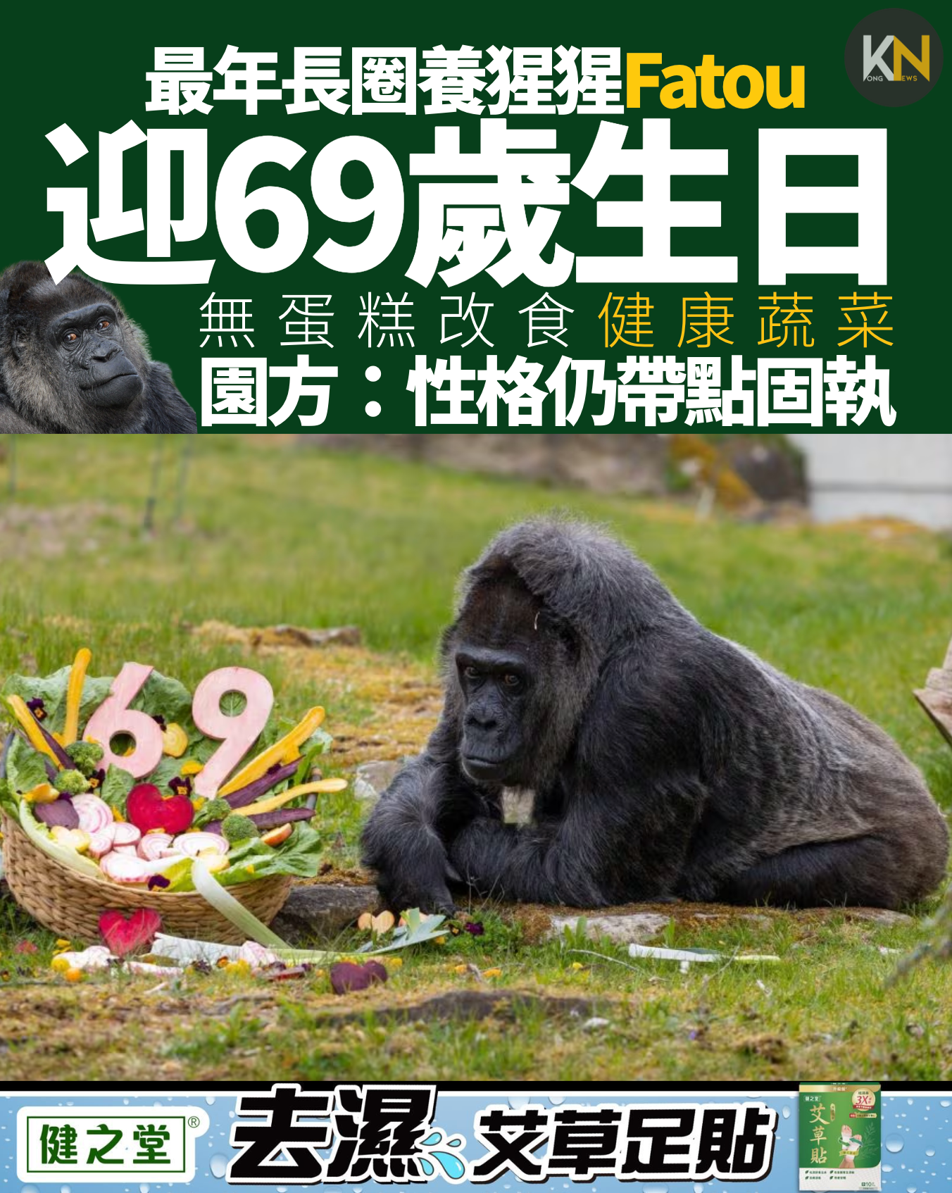 最年長圈養猩猩Fatou迎69歲生日 無蛋糕改食健康蔬菜 園方：性格仍帶點固執