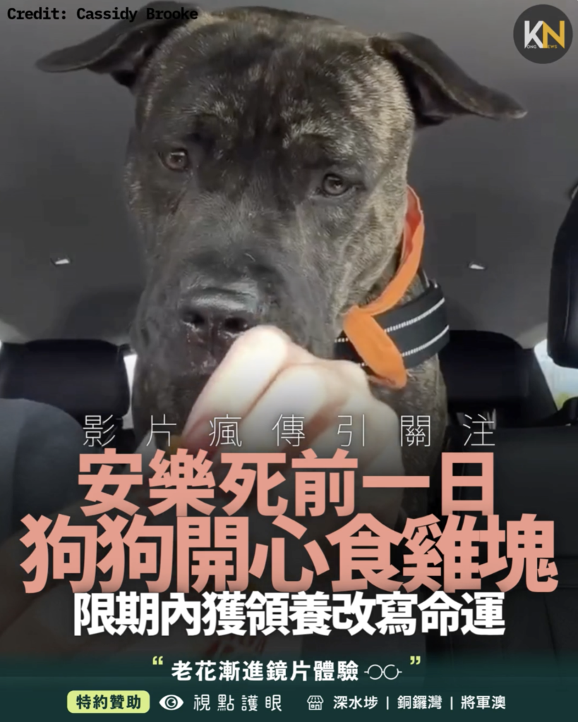 安樂死倒數前一日 狗狗開心食雞塊 影片瘋傳引關注 限期內獲領養改寫命運