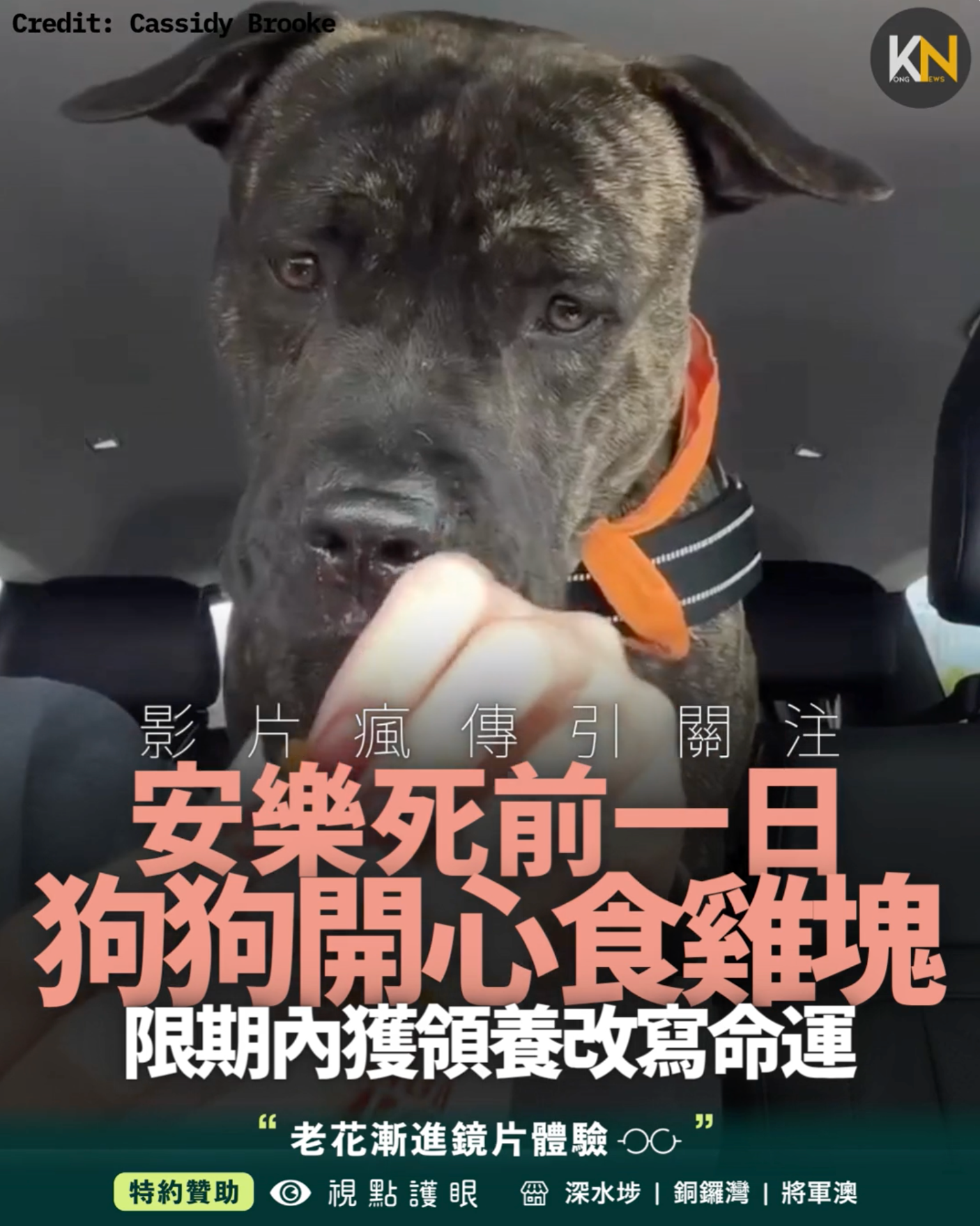 安樂死倒數前一日 狗狗開心食雞塊 影片瘋傳引關注 限期內獲領養改寫命運