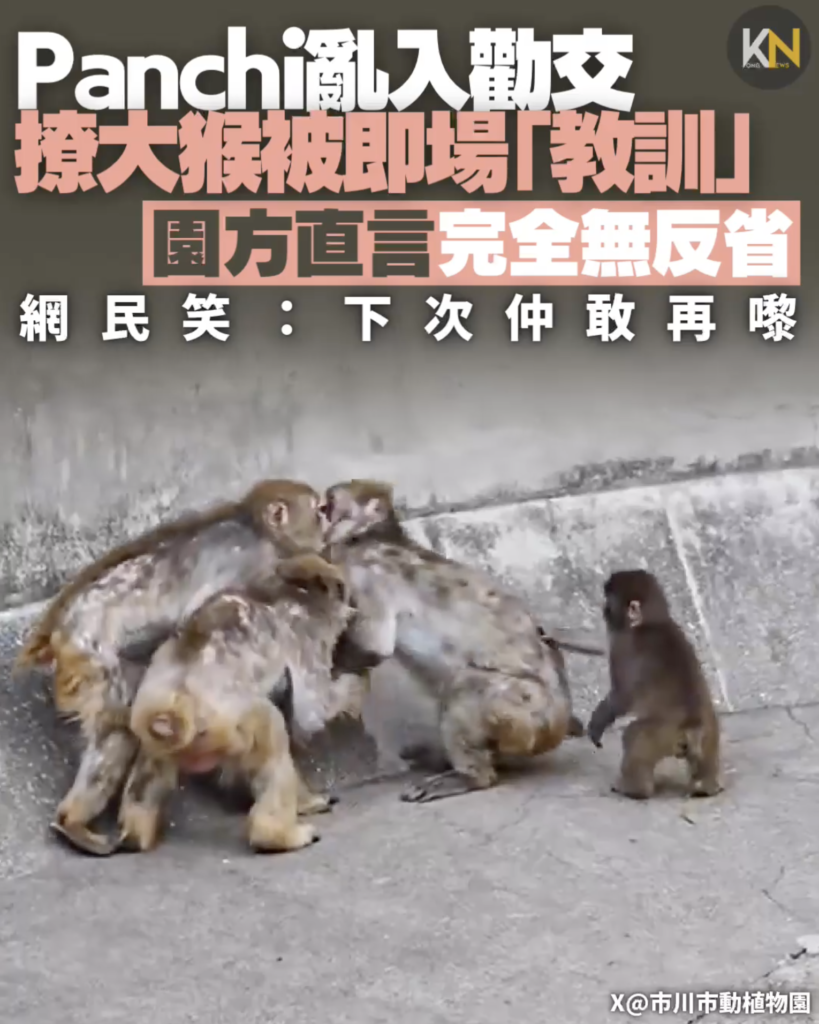 Panchi亂入勸交變主角撩大猴被即場「教訓」園方直言完全無反省網民笑：下次仲敢再嚟