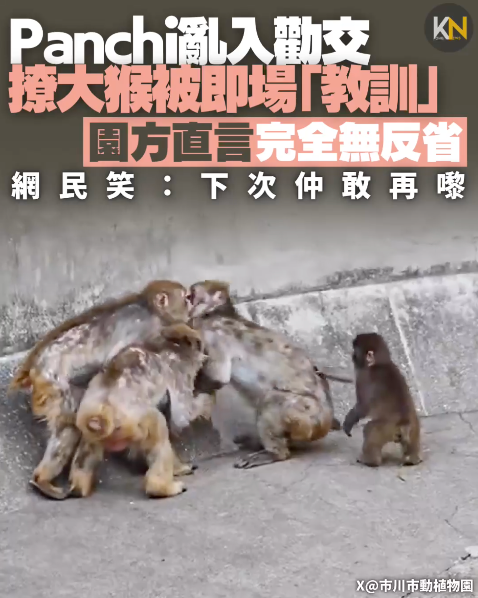 Panchi亂入勸交變主角撩大猴被即場「教訓」園方直言完全無反省網民笑：下次仲敢再嚟