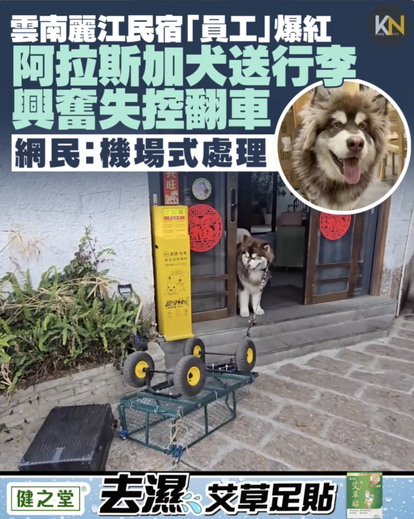 雲車麗江民宿「員工」爆紅 阿拉斯加犬送行李 轉彎即甩尾翻車 網民：機場式處理