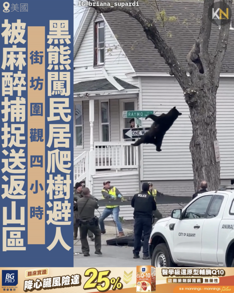 黑熊闖民居爬樹避人 街坊圍觀四小時 終被麻醉捕捉送返山區