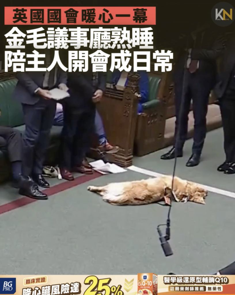 英國國會暖心一幕 金毛議事廳熟睡 陪主人開會成日常
