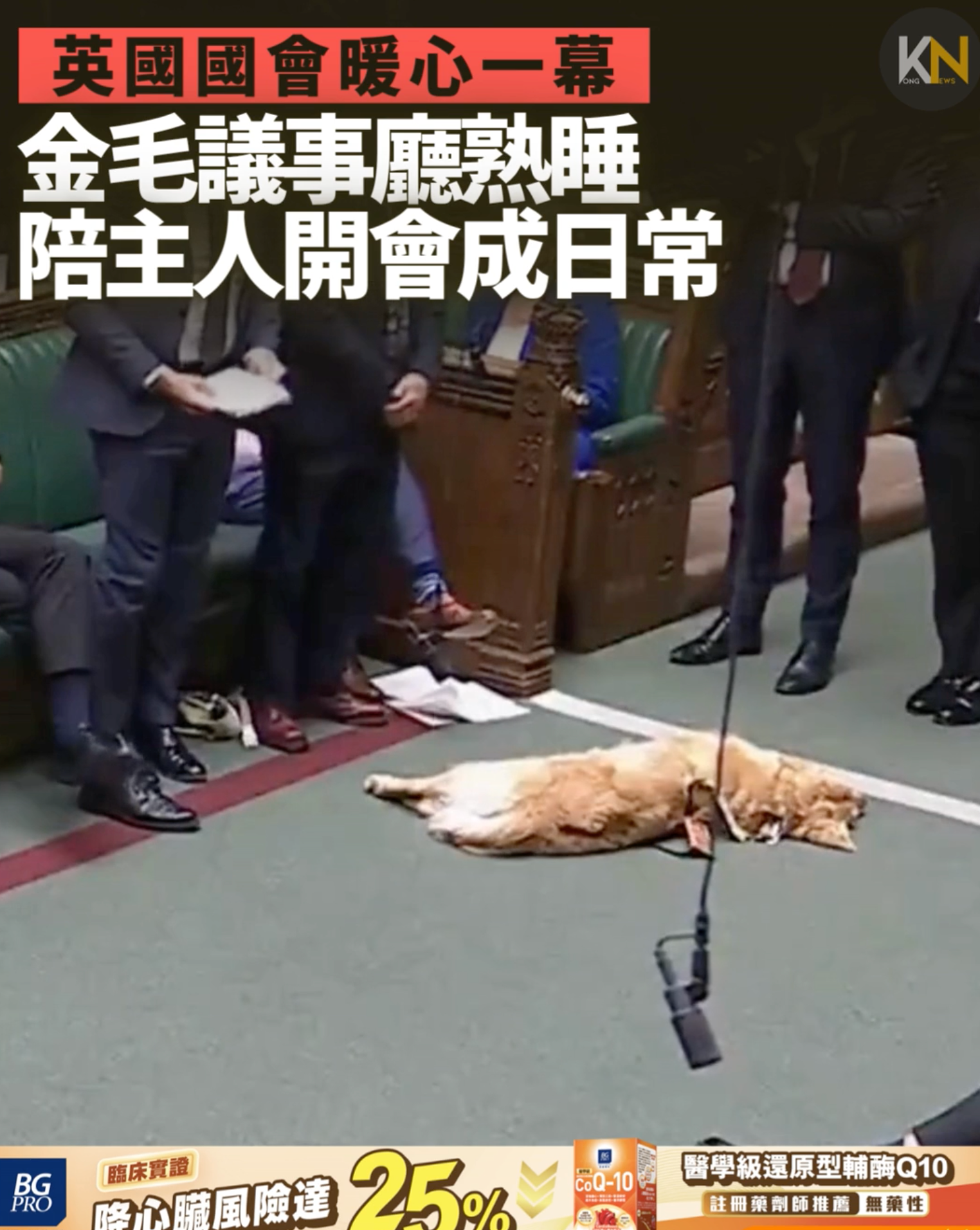 英國國會暖心一幕 金毛議事廳熟睡 陪主人開會成日常