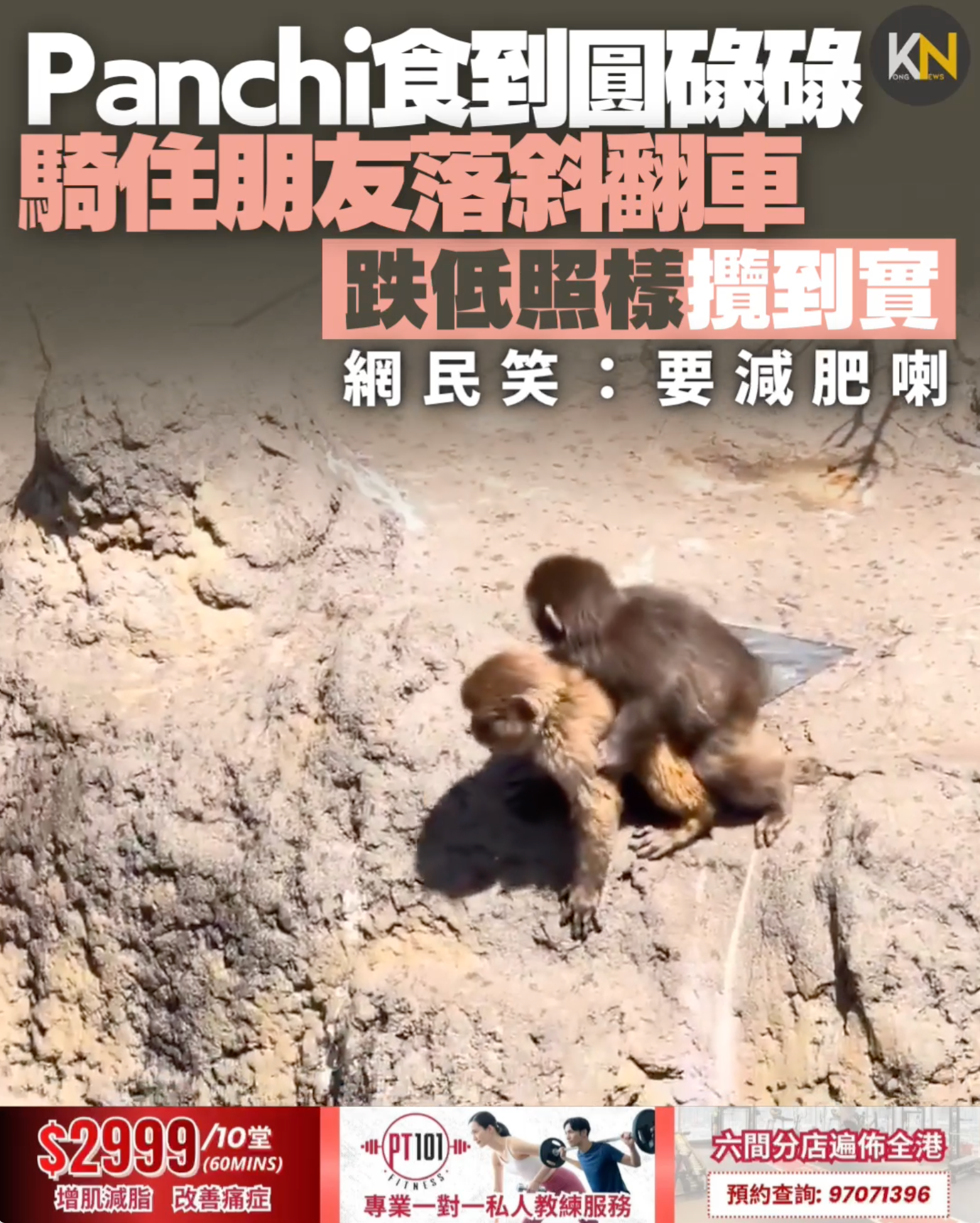 Panchi食到圓碌碌 騎住朋友落斜翻車 跌低照樣攬到實 網民笑：要減肥喇