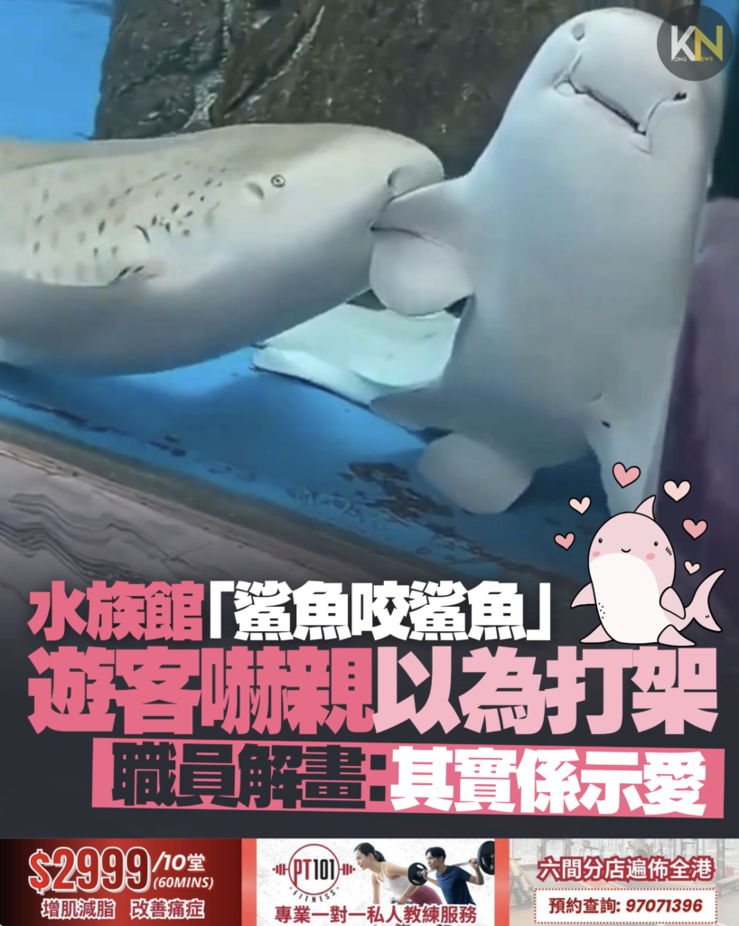 水族館「鯊魚咬鯊魚」　遊客嚇親以為打架　職員解畫：其實係示愛