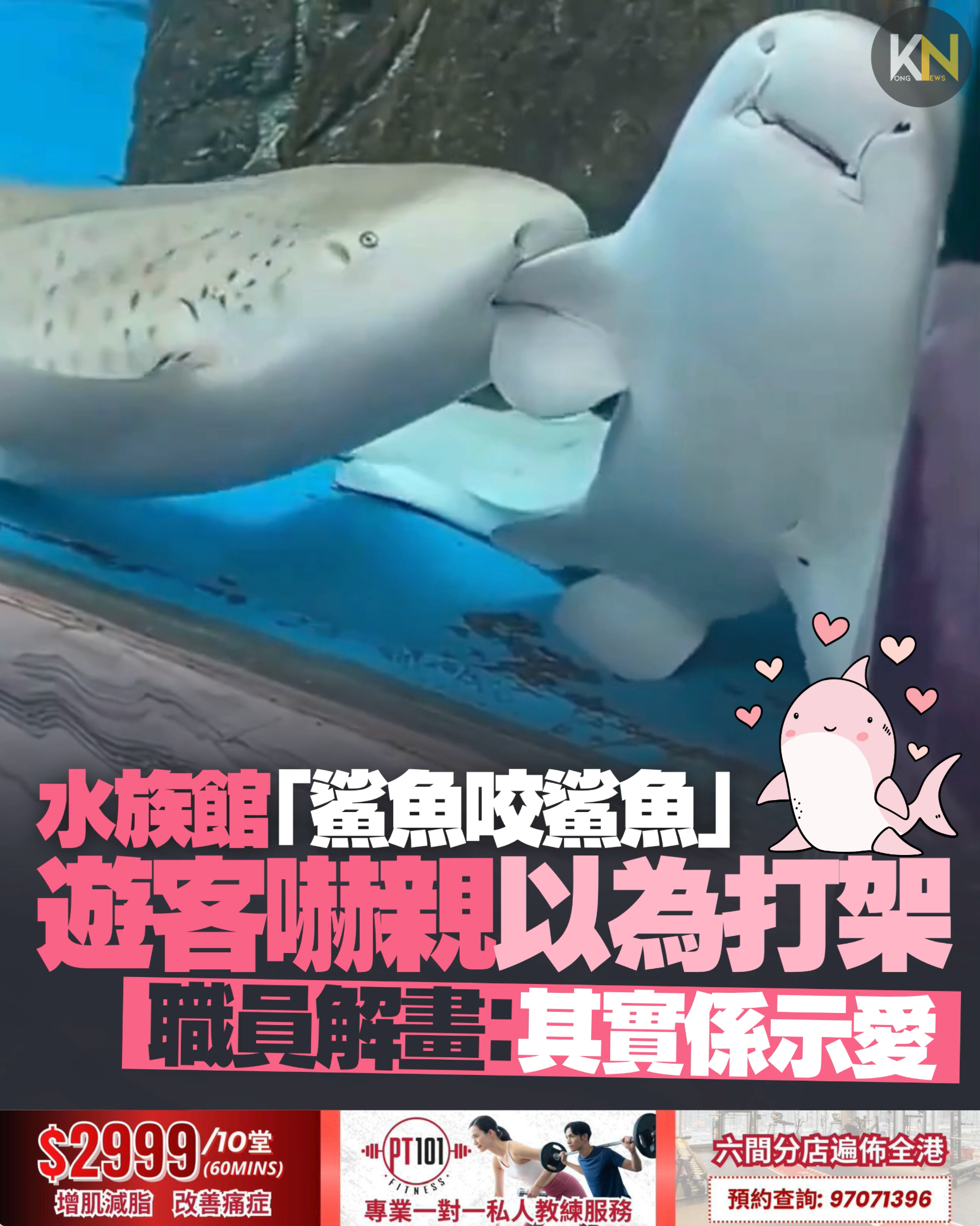 水族館「鯊魚咬鯊魚」　遊客嚇親以為打架　職員解畫：其實係示愛
