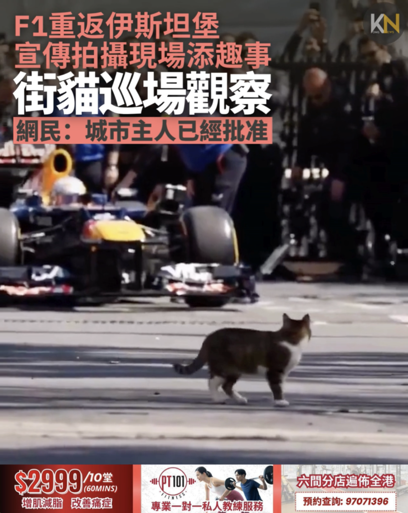 F1重返伊斯坦堡宣傳拍攝現場添趣事　街貓巡場觀察 網民：城市主人已經批准