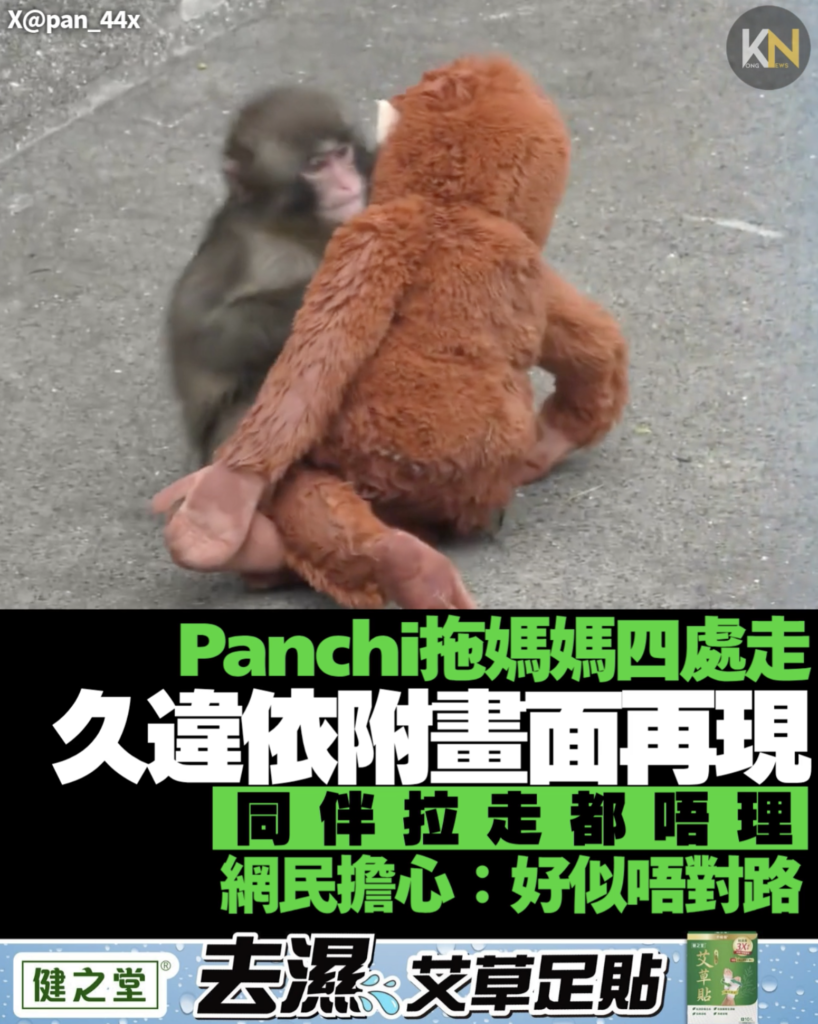 Panchi拖「媽媽」四處走 久違依附畫面曝光 同伴拉佢都唔理 網民：好擔心佢