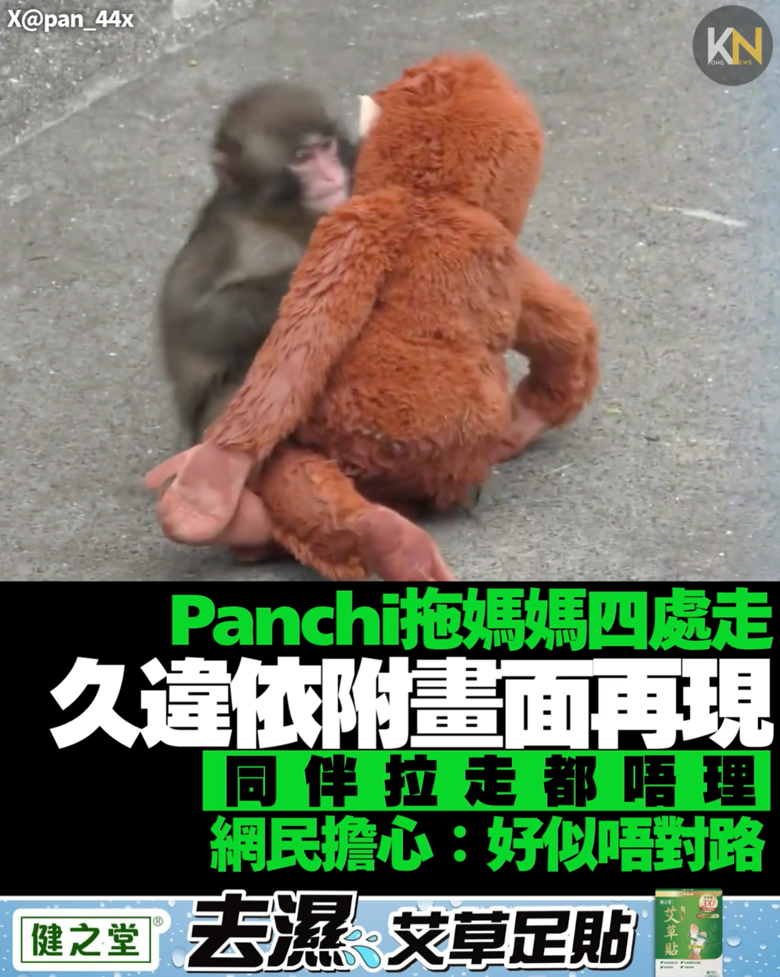 Panchi拖「媽媽」四處走 久違依附畫面曝光 同伴拉佢都唔理 網民：好擔心佢