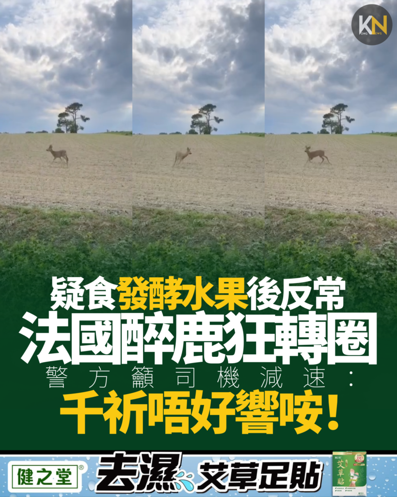 法國醉鹿狂轉圈 疑食發酵水果後反常 警方籲司機減速：千祈唔好響咹！