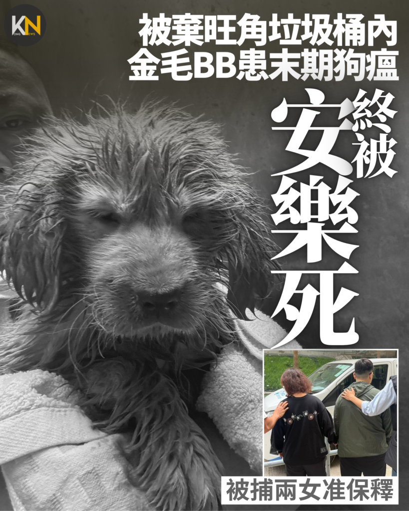 被棄旺角垃圾桶內 金毛BB患末期狗瘟 終被安樂死 被捕兩女准保釋