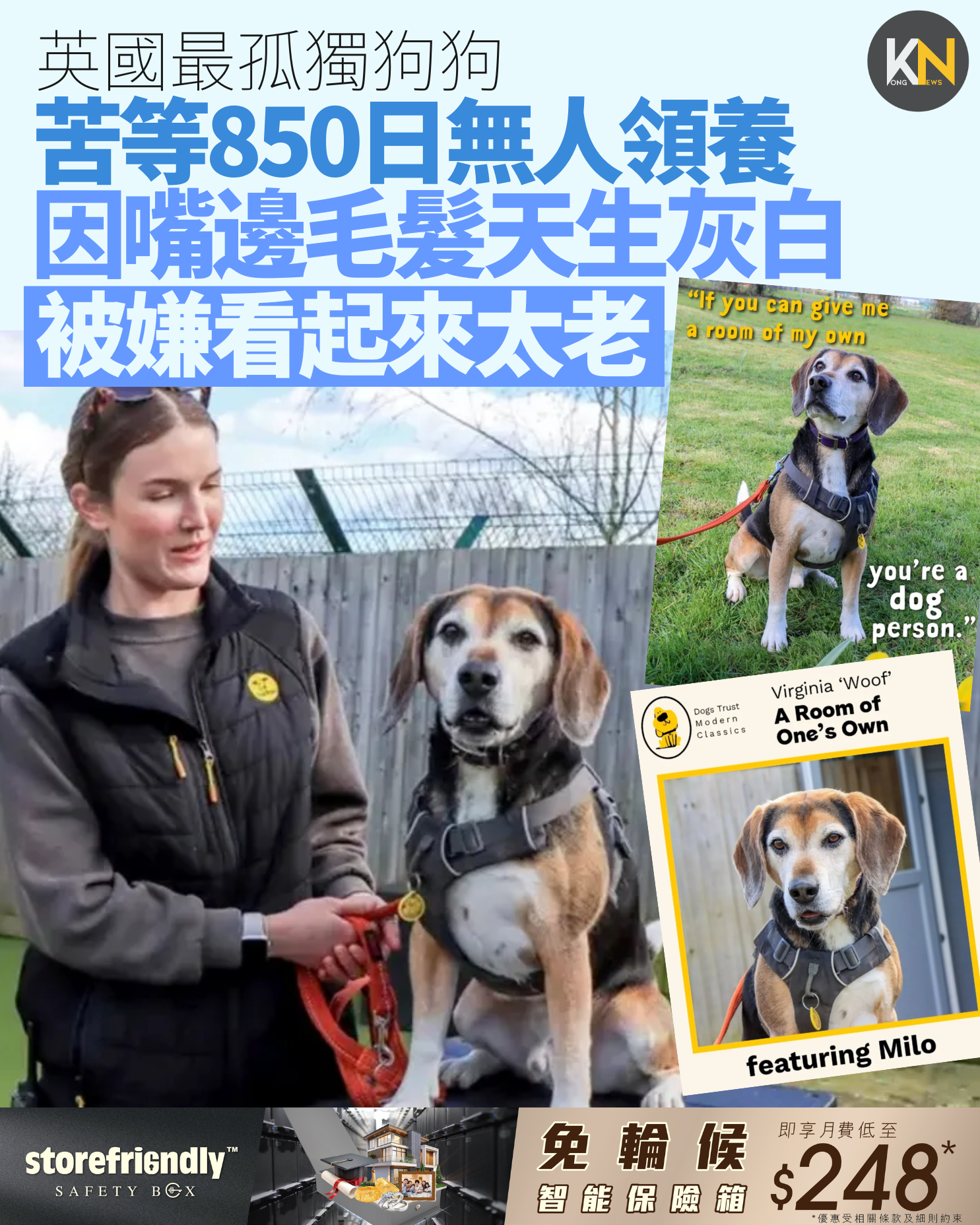 英國最孤獨狗狗 苦等850日無人領養 因嘴邊毛髮天生灰白 被嫌看起來太老