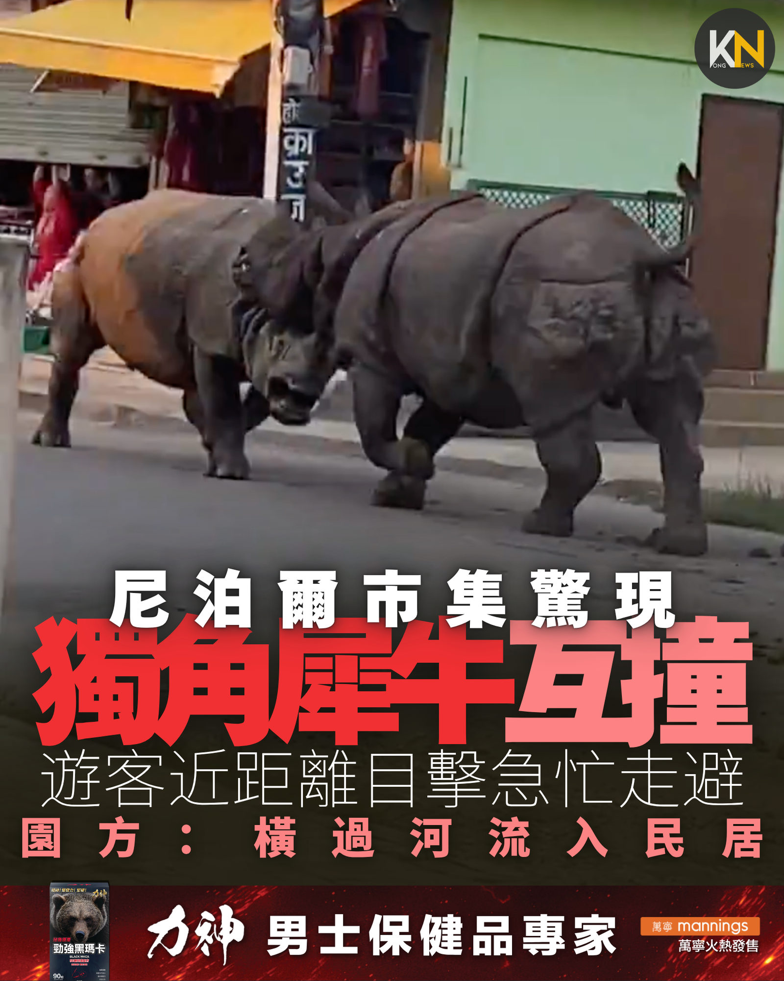 尼泊爾市集驚現獨角犀牛互撞 遊客近距離目擊急忙走避 園方：橫過河流入民居