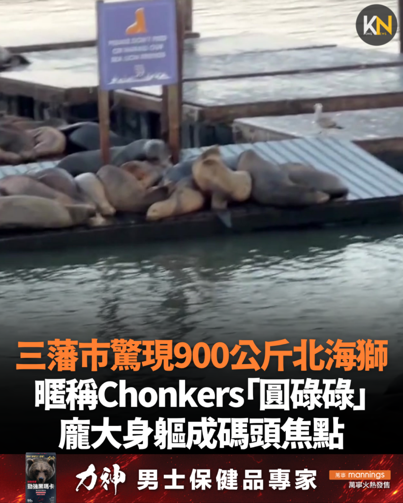 三藩市驚現900公斤北海獅 暱稱Chonkers「圓碌碌」龐大身軀成碼頭焦點
