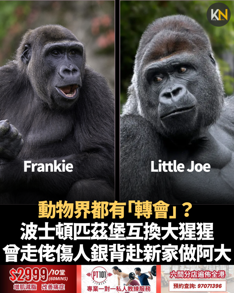 動物界都有「轉會」？波士頓匹茲堡互換大猩猩 曾走佬傷人銀背赴新家做阿大