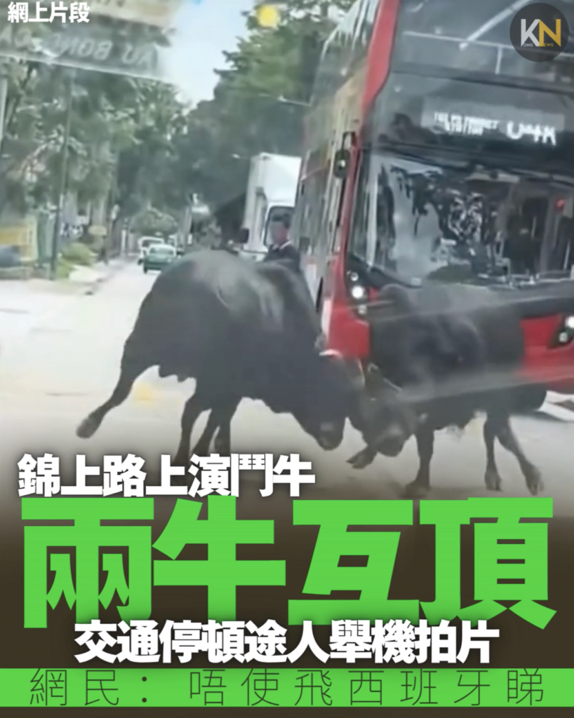 錦上路上演鬥牛 兩牛互頂 交通停頓途人舉機拍片 網民：唔使飛西班牙睇
