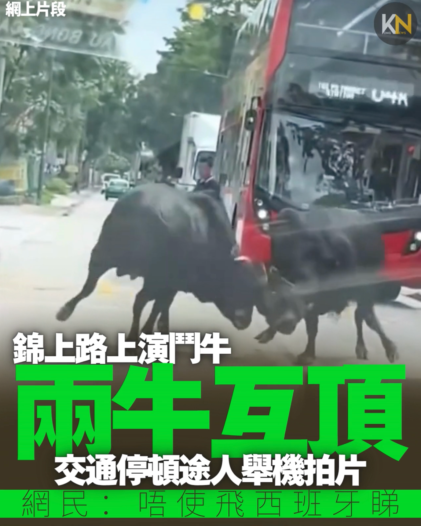 錦上路上演鬥牛 兩牛互頂 交通停頓途人舉機拍片 網民：唔使飛西班牙睇