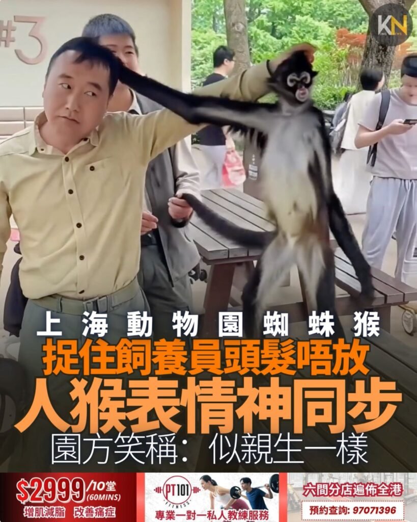 上海動物園蜘蛛猴 捉住飼養員頭髮唔放 人猴表情神同步 園方笑稱：似親生一樣